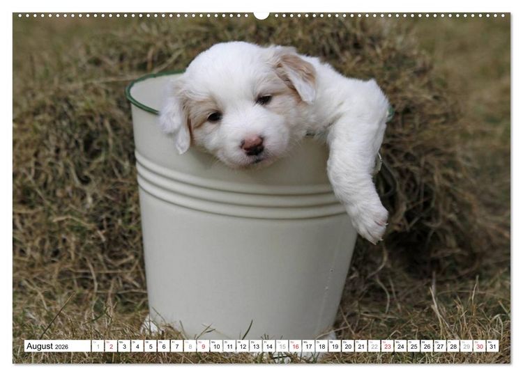 Produktbild: Border Collie Welpen (hochwertiger Premium Wandkalender 2026 DIN A2 quer), Kunstdruck in Hochglanz