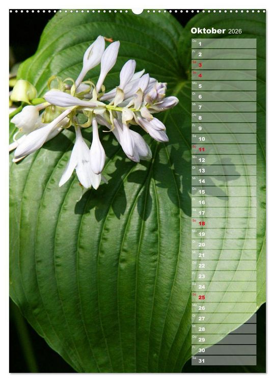Produktbild: Hostas Herzblattlilien Funkien (Wandkalender 2026 DIN A2 hoch), CALVENDO Monatskalender