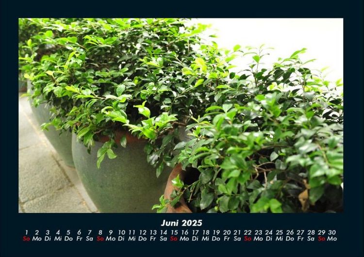 Produktbild: Blumen & Pflanzen 2025 Fotokalender DIN A4
