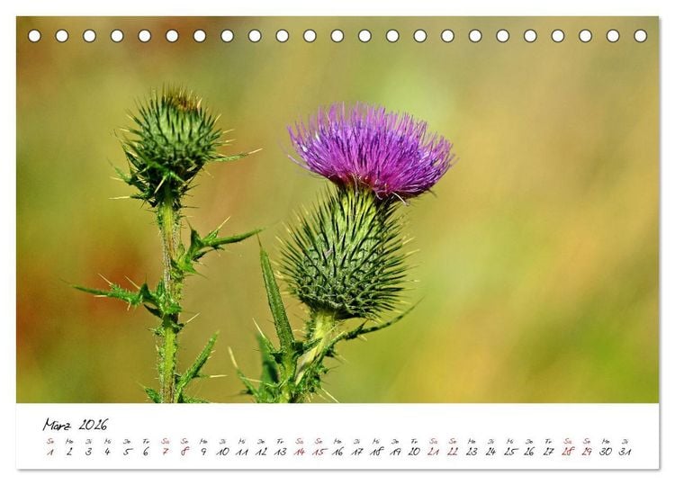 Produktbild: Sch&ouml;nheiten in freier Natur (Tischkalender 2026 DIN A5 quer), CALVENDO Monatskalender