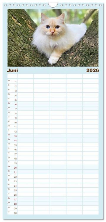 Produktbild: Familienplaner 2026 - Heilige Birma Katzen - Eine Rasse mit traumhaft blauen Augen. mit 5 Spalten (Wandkalender, 21 x 45 cm) CALVENDO