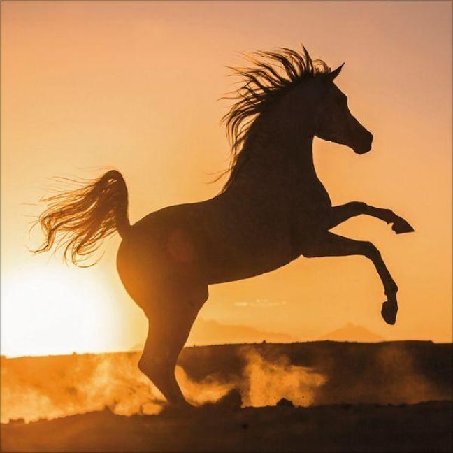 Produktbild: Horses 2027