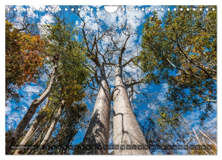 Produktbild: Zauberwald Ifaty &middot; Traumhafte Baobabs in Madagaskar (Wandkalender 2026 DIN A4 quer), CALVENDO Monatskalender