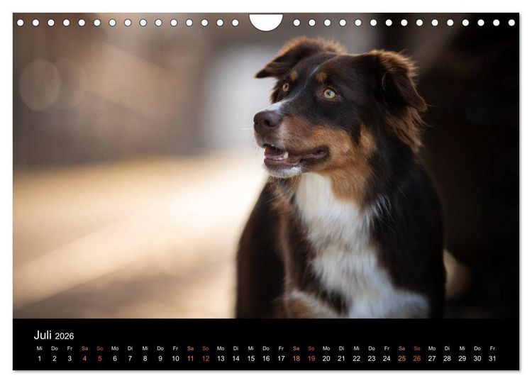 Produktbild: Australian Shepherd - Vielfalt in einer Rasse (Wandkalender 2026 DIN A4 quer), CALVENDO Monatskalender