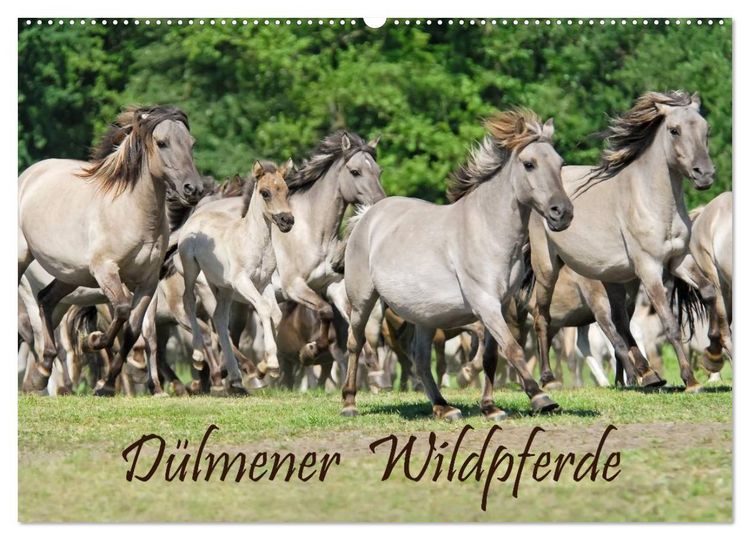 Produktbild: D&uuml;lmener Wildpferde (Wandkalender 2026 DIN A2 quer), CALVENDO Monatskalender