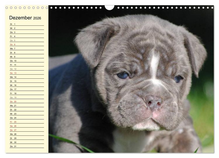 Produktbild: Bulldoggen-Moppelchen (Wandkalender 2026 DIN A3 quer), CALVENDO Monatskalender