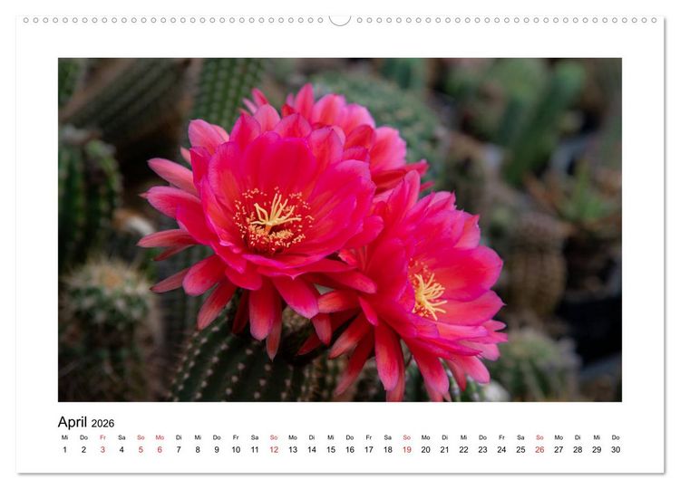 Produktbild: Kakteen und Sukkulenten (hochwertiger Premium Wandkalender 2026 DIN A2 quer), Kunstdruck in Hochglanz
