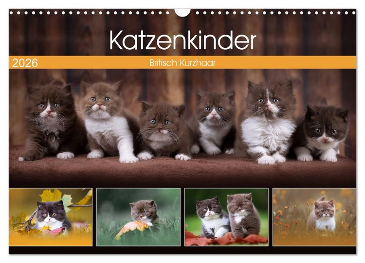 Produktbild: Katzenkinder - Britisch Kurzhaar (Wandkalender 2026 DIN A3 quer), CALVENDO Monatskalender