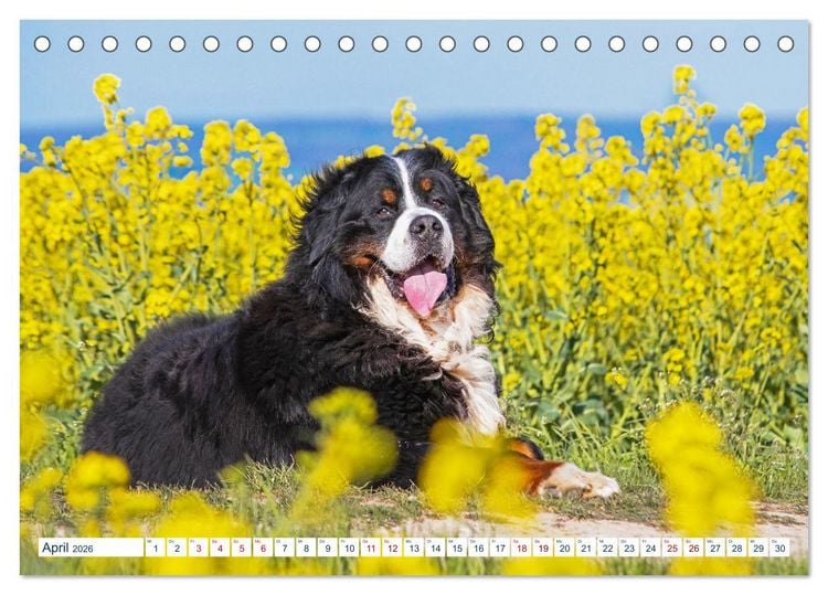 Produktbild: Berner Sennenhund - Ein Traum auf vier Pfoten (Tischkalender 2026 DIN A5 quer), CALVENDO Monatskalender