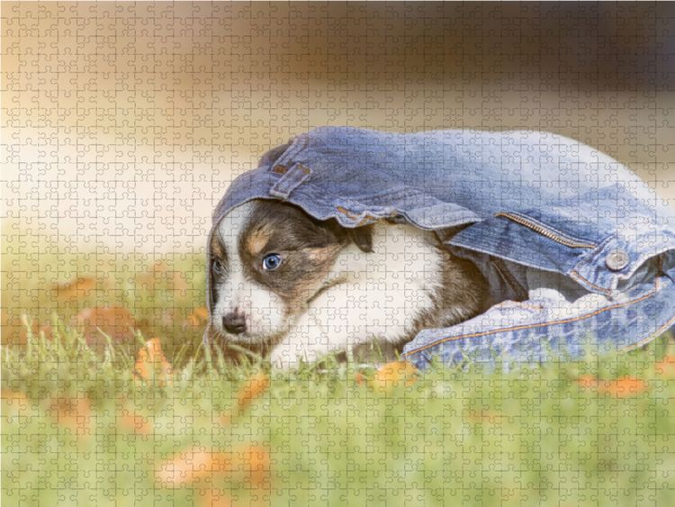 Produktbild: CALVENDO Puzzle Border Collie Welpe mit Jeans 1000 Teile Lege-Gr&ouml;&szlig;e 64 x 48 cm Foto-Puzzle Bild von Andrea Mayer Tierfotografie