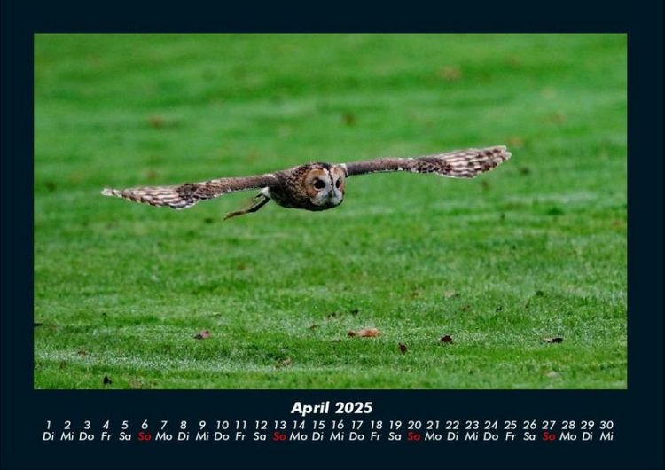 Produktbild: Tiere in der Wildnis 2025 Fotokalender DIN A4