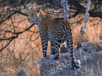 Produktbild: CALVENDO Puzzle Junge Leopardin am fr&uuml;hen Morgen, Moremi Game Reserve | 1000 Teile Lege-Gr&ouml;&szlig;e 64x48cm Foto-Puzzle f&uuml;r gl&uuml;ckliche Stunden