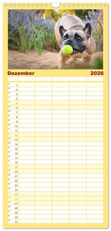 Produktbild: Familienplaner 2026 - Bullys in Action - Franz&ouml;sische Bulldoggen lieben B&auml;lle mit 5 Spalten (Wandkalender, 21 x 45 cm) CALVENDO