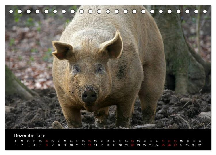 Produktbild: Schweinereien (Tischkalender 2026 DIN A5 quer), CALVENDO Monatskalender