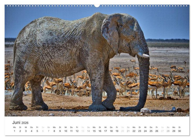 Produktbild: Elefanten - Sanfte Riesen in Afrika (hochwertiger Premium Wandkalender 2026 DIN A2 quer), Kunstdruck in Hochglanz