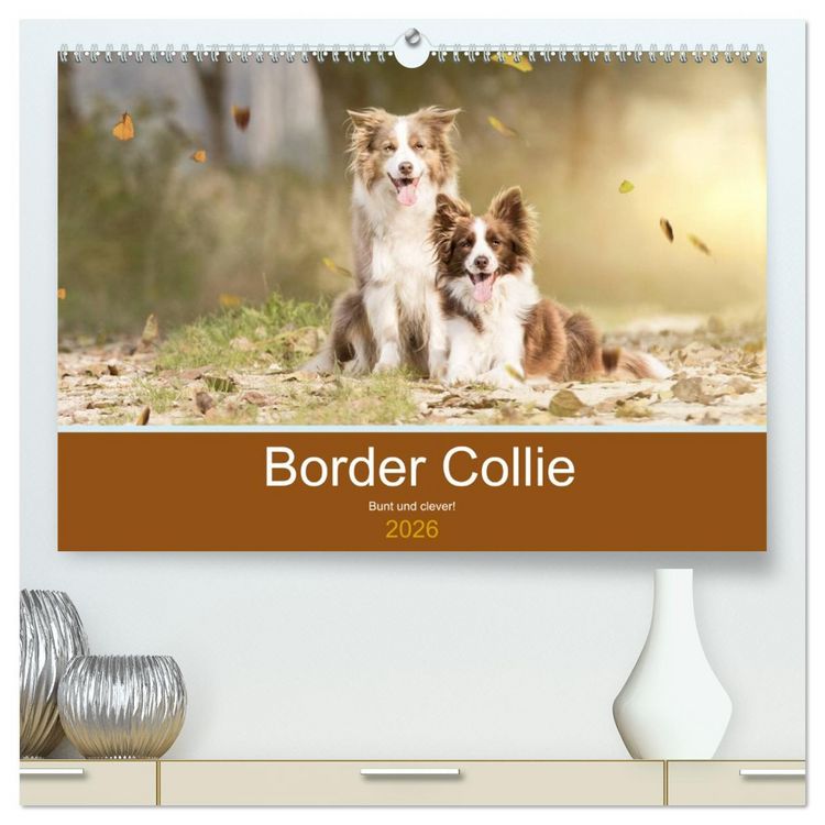 Produktbild: Border Collie - Bunt und clever! (hochwertiger Premium Wandkalender 2026 DIN A2 quer), Kunstdruck in Hochglanz