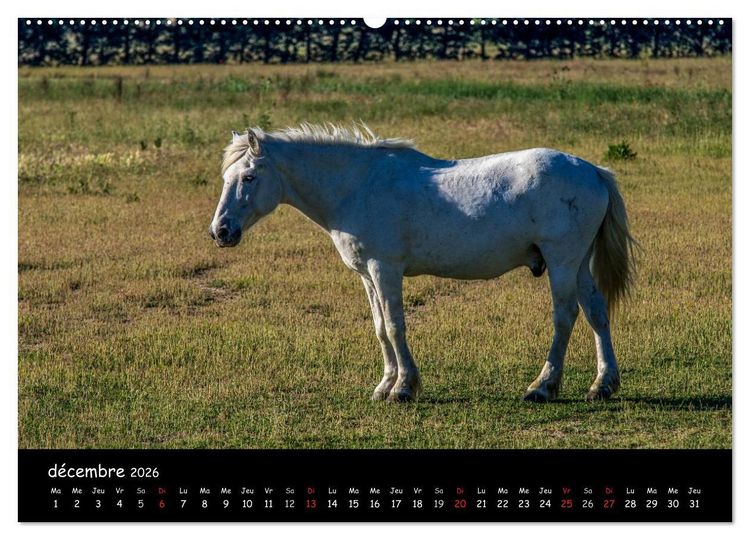 Produktbild: Cheval camarguais (Calendrier mural 2026 DIN A2 vertical) calendrier de bureau