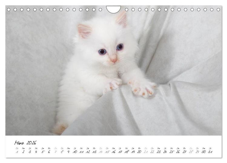 Produktbild: Ragdoll Kitten (Wandkalender 2026 DIN A4 quer), CALVENDO Monatskalender