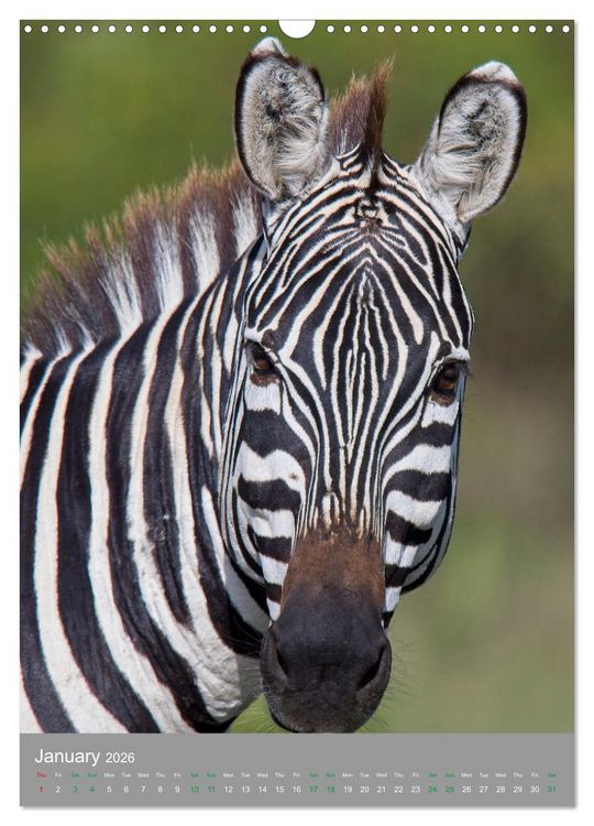 Produktbild: Wildlife of the Masai Mara (Wall Calendar 2026 DIN A3 portrait), CALVENDO 12 Month Wall Calendar