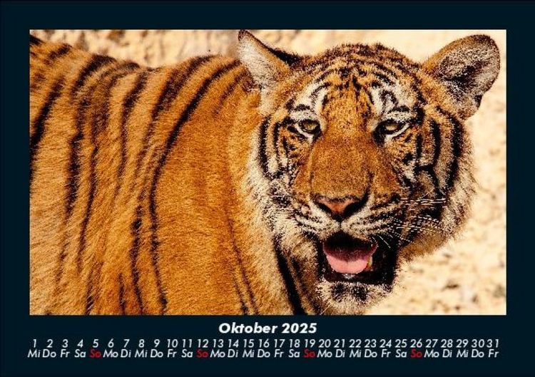Produktbild: Tiger 2025 Fotokalender DIN A5