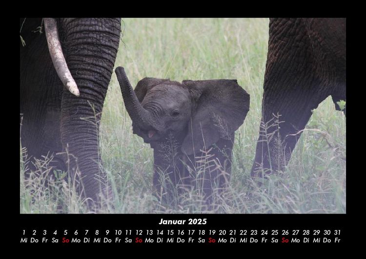 Produktbild: Elefanten 2025 Fotokalender DIN A3