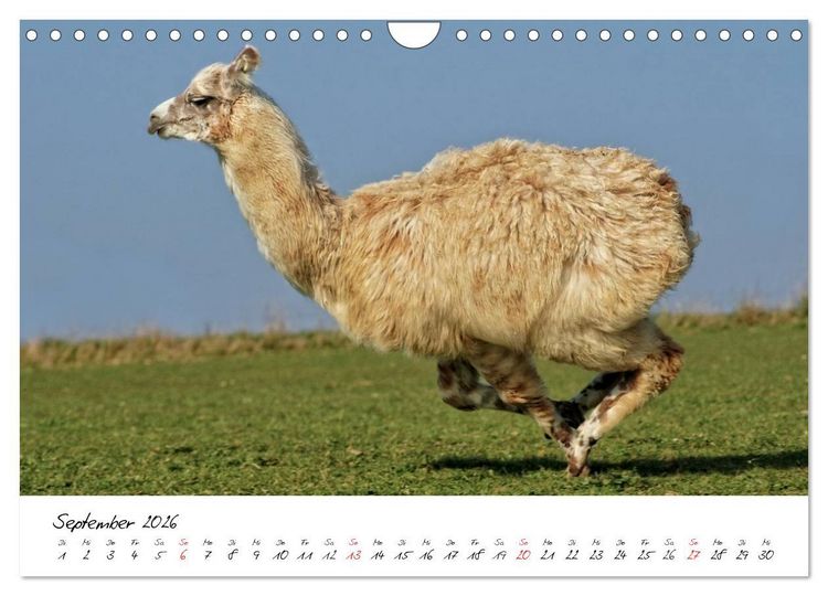 Produktbild: DIE LAMAS VON DER LAHN (Wandkalender 2026 DIN A4 quer), CALVENDO Monatskalender