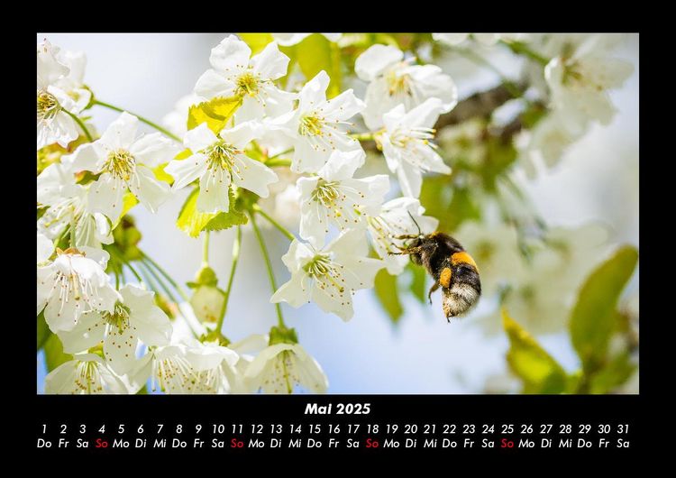 Produktbild: Blumentr&auml;ume 2025 Fotokalender DIN A3