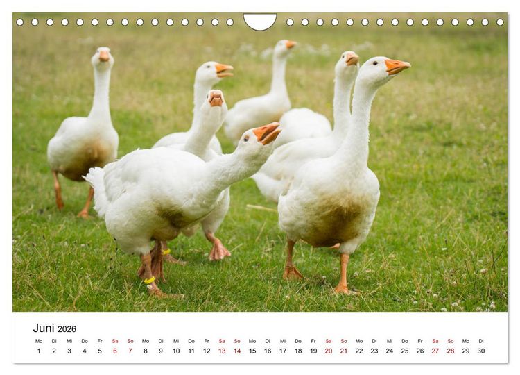 Produktbild: Alte Nutztierrassen 2026 (Wandkalender 2026 DIN A4 quer), CALVENDO Monatskalender