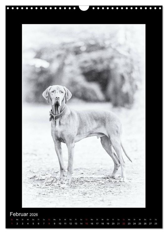 Produktbild: Vizsla-Liebe (Wandkalender 2026 DIN A3 hoch), CALVENDO Monatskalender