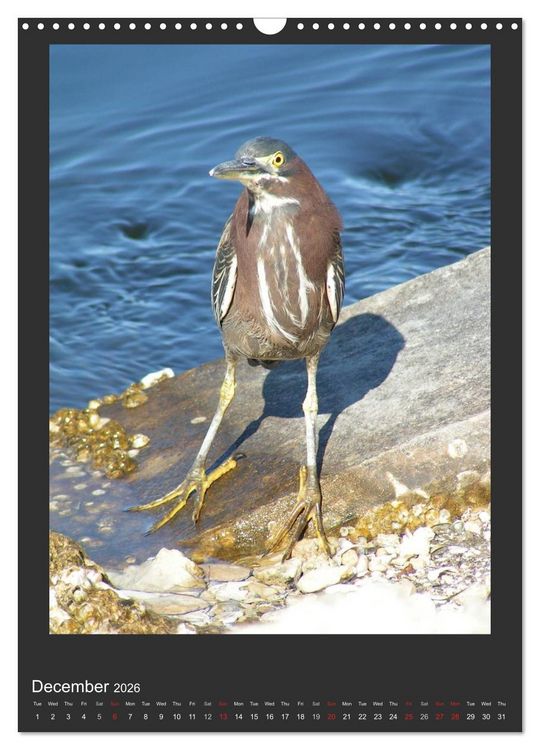 Produktbild: Herons & Egrets (Wall Calendar 2026 DIN A3 portrait), CALVENDO 12 Month Wall Calendar