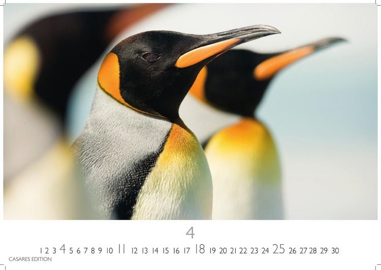 Produktbild: Pinguine Kalender 2027 &ndash; Wandkalender | Fotokalender Tierkalender 24x35cm | . mit niedlichen Pinguin-Motiven im antarktischen Lebensraum.