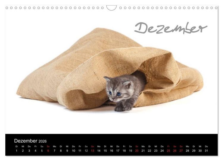 Produktbild: Katzenbabys (Wandkalender 2026 DIN A3 quer), CALVENDO Monatskalender
