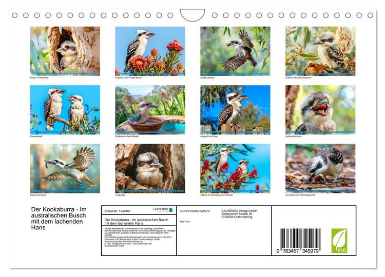 Produktbild: Der Kookaburra - Im australischen Busch mit dem lachenden Hans (Wandkalender 2026 DIN A4 quer), CALVENDO Monatskalender
