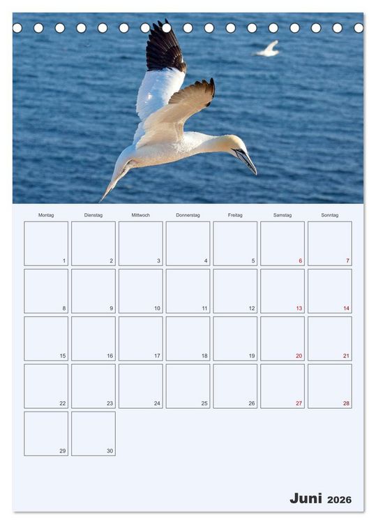 Produktbild: Wildes Leben auf Helgoland (Tischkalender 2026 DIN A5 hoch), CALVENDO Monatskalender