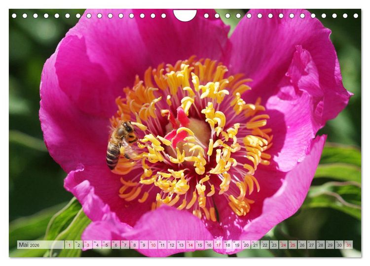 Produktbild: PFINGSTROSEN Rosen ohne Dornen (Wandkalender 2026 DIN A4 quer), CALVENDO Monatskalender