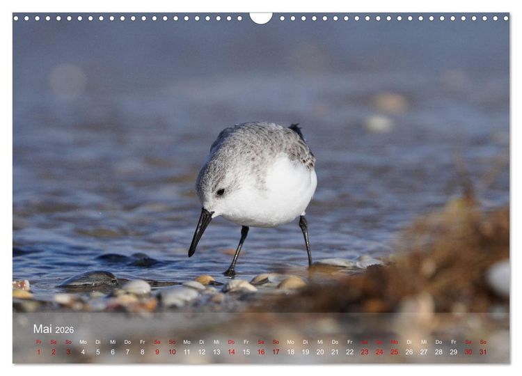 Produktbild: V&ouml;gel an Deutschlands K&uuml;sten (Wandkalender 2026 DIN A3 quer), CALVENDO Monatskalender