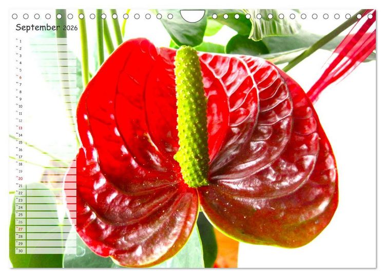 saatgut für blumenwiese 100g BIO-Blumenwiese