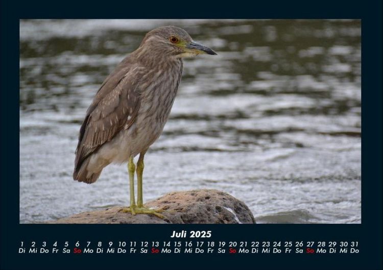 Produktbild: Vogelparadies 2025 Fotokalender DIN A4