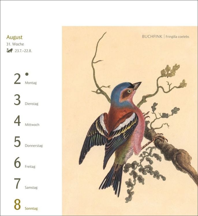 Produktbild: V&ouml;gel Postkartenkalender 2027 - Postkartenkalender mit 53 historischen Zeichnungen