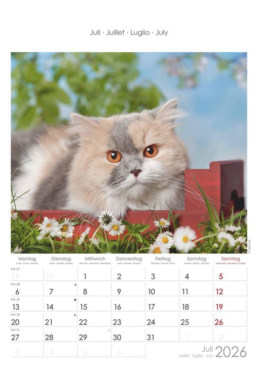 Katzen 2026 - Bildkalender 23,7x34 cm - Kalender mit Platz für Notizen - mit vielen Zusatzinformationen - Cats - Wandkalender - Alpha Edition