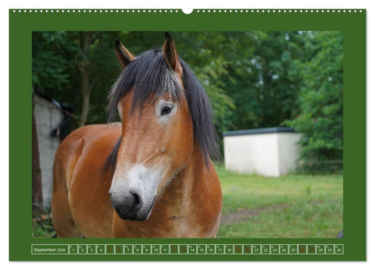 Produktbild: Faszination Rheinisch-Deutsches Kaltblut (Wandkalender 2026 DIN A2 quer), CALVENDO Monatskalender