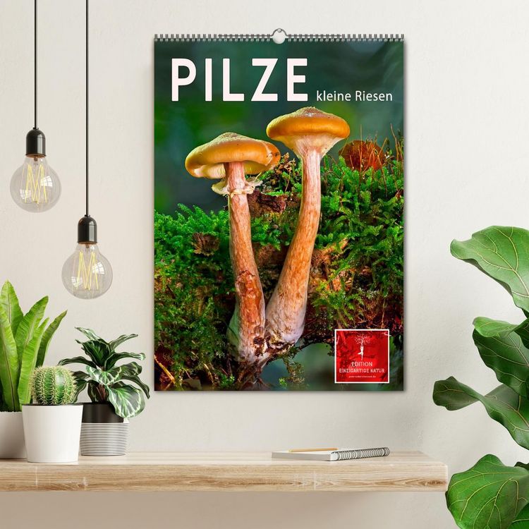 Produktbild: Pilze - kleine Riesen (Wandkalender 2026 DIN A2 hoch), CALVENDO Monatskalender
