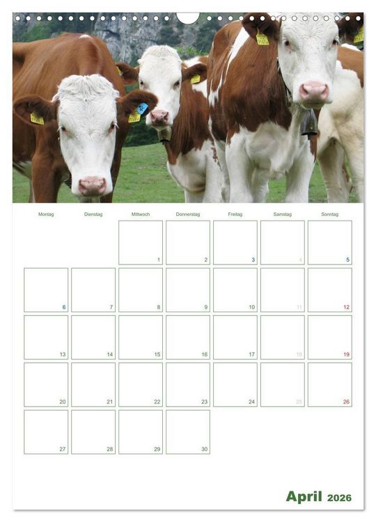 Produktbild: Kuhle K&uuml;he 2026 (Wandkalender 2026 DIN A3 hoch), CALVENDO Monatskalender