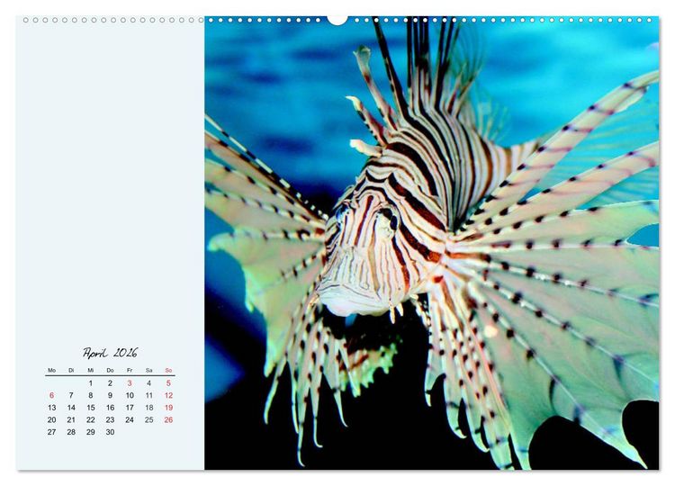 Produktbild: Salzwasseraquarium. Meeresfische im heimischen Wohnzimmer (Wandkalender 2026 DIN A2 quer), CALVENDO Monatskalender