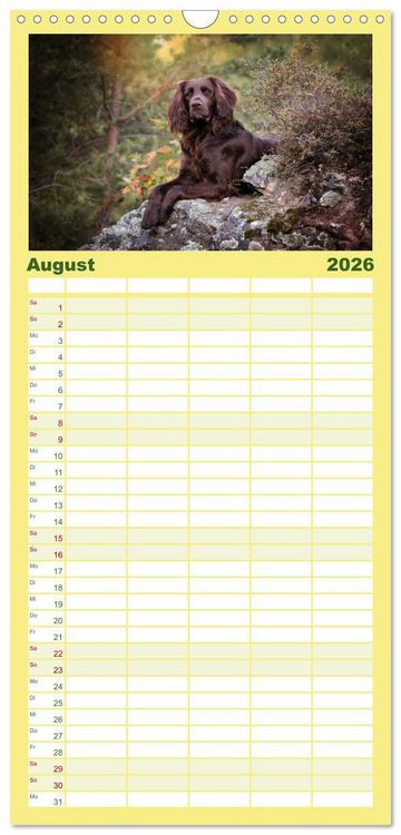 Produktbild: Familienplaner 2026 - Passion Jagdhund - Deutsch Langhaar mit 5 Spalten (Wandkalender, 21 x 45 cm) CALVENDO