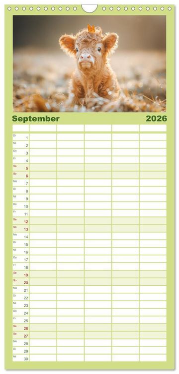 Produktbild: Familienplaner 2026 - Schottische Hochland Rinder mit 5 Spalten (Wandkalender, 21 x 45 cm) CALVENDO