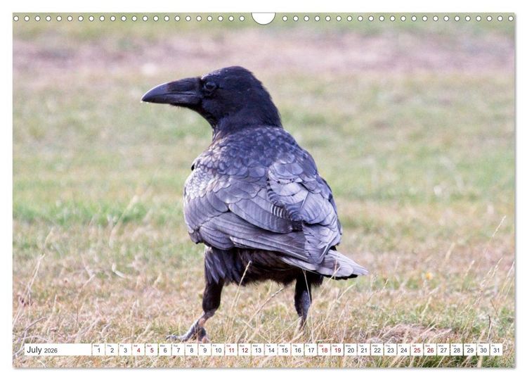 Produktbild: Corvids - Black and Beautiful (Wall Calendar 2026 DIN A3 landscape), CALVENDO 12 Month Wall Calendar