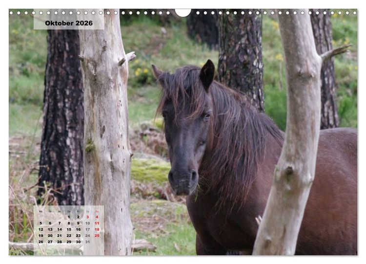 Produktbild: Nordportugal - Heimat der letzten wilden Pferde (Wandkalender 2026 DIN A3 quer), CALVENDO Monatskalender