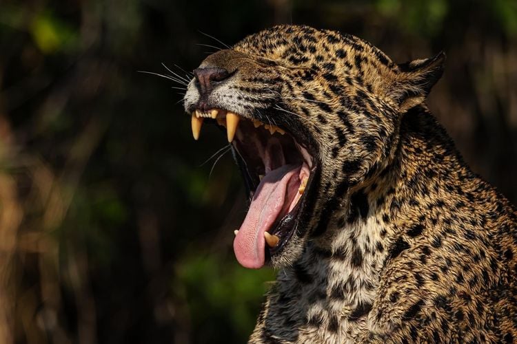 Produktbild: Pantanal