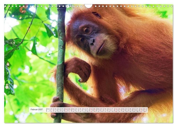 Produktbild: Bekanntes und Unbekanntes Indonesien (Wandkalender 2027 DIN A3 quer), CALVENDO Monatskalender